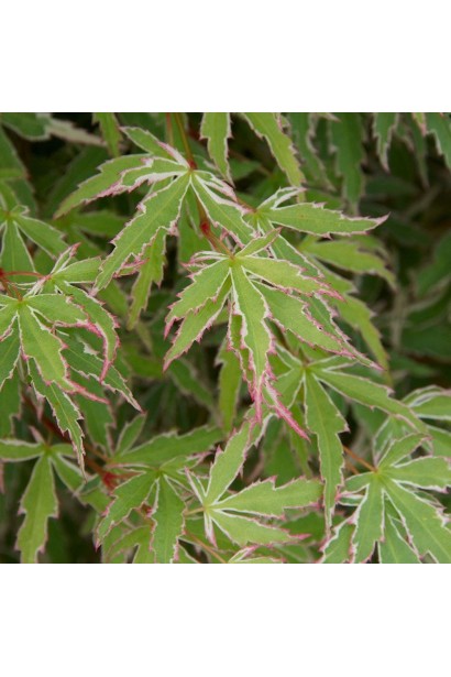 Acer palmatum Butterfly 